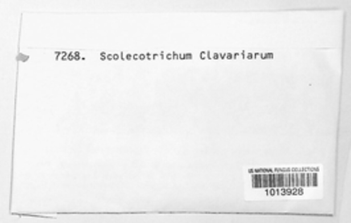 Helminthosphaeria clavariarum image